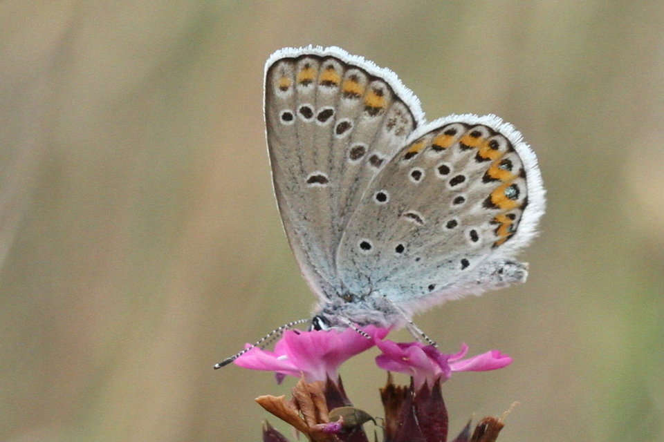 Plebejus idas - északi boglárka