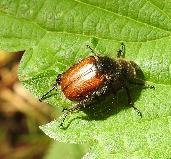 Phyllopertha horticola - kerti szipoly