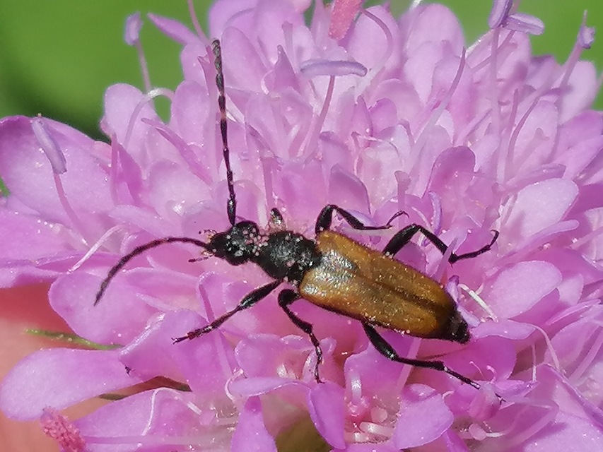 Stictoleptura maculicornis - tarkacsápú virágcincér