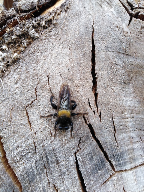 Laphria ephippium