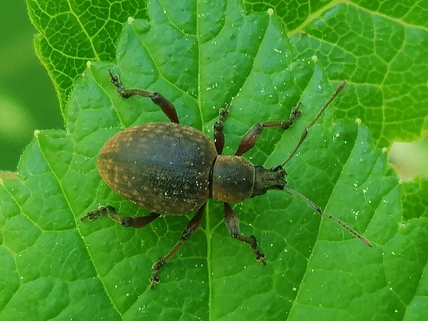 Dodecastichus