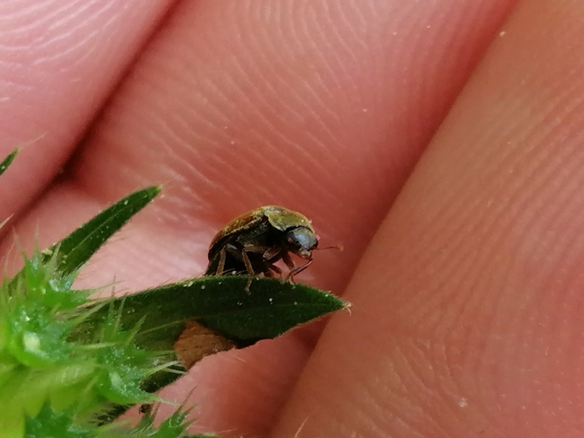 Byturus ochraceus - gyömbérgyökérbogár