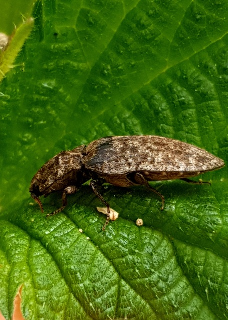 Agrypnus murinus - egérszínű pikkelyespattanó