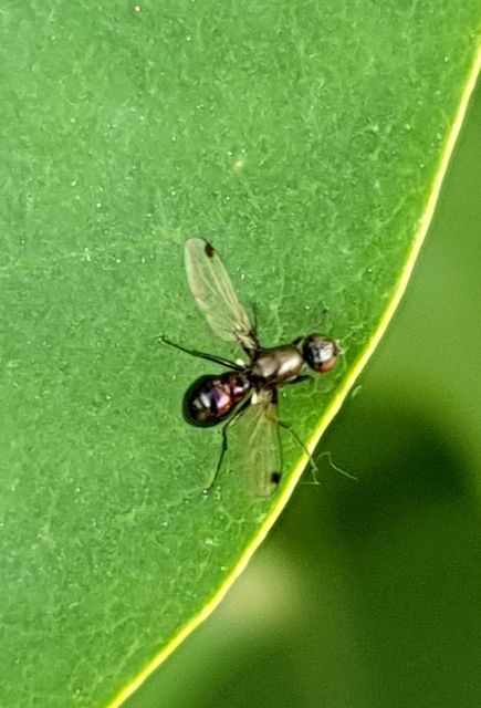 Sepsidae - billegetőlégyfélék