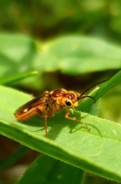 Tenthredopsis