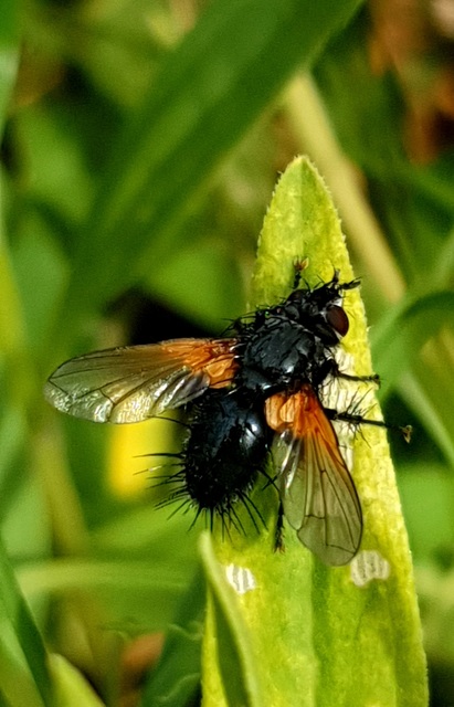 Zophomyia temula