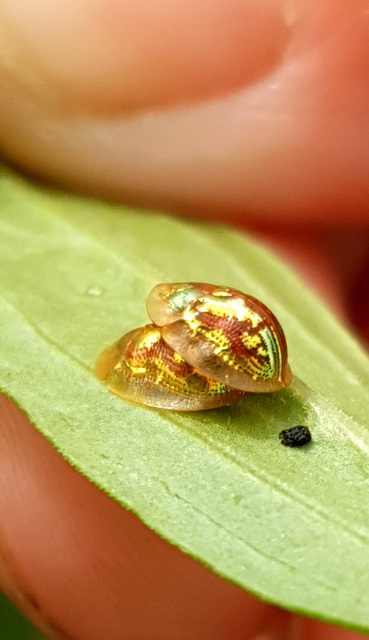 Cassida subreticulata - aranyfényű pajzsbogár Cassida subreticulata - aranyfényű pajzsbogár