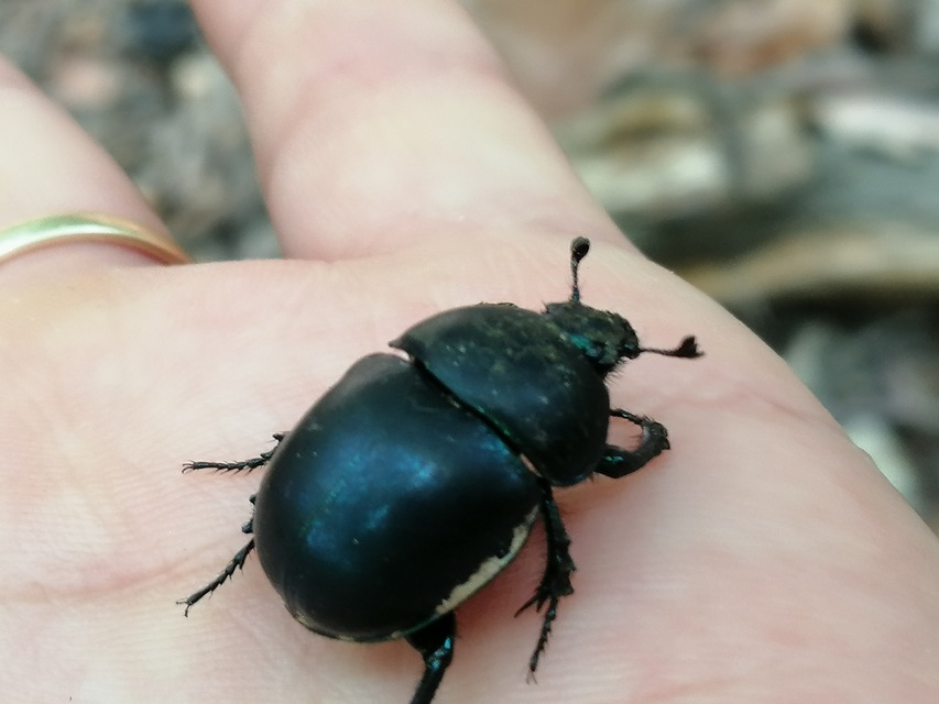 Trypocopris vernalis - tavaszi álganéjtúró