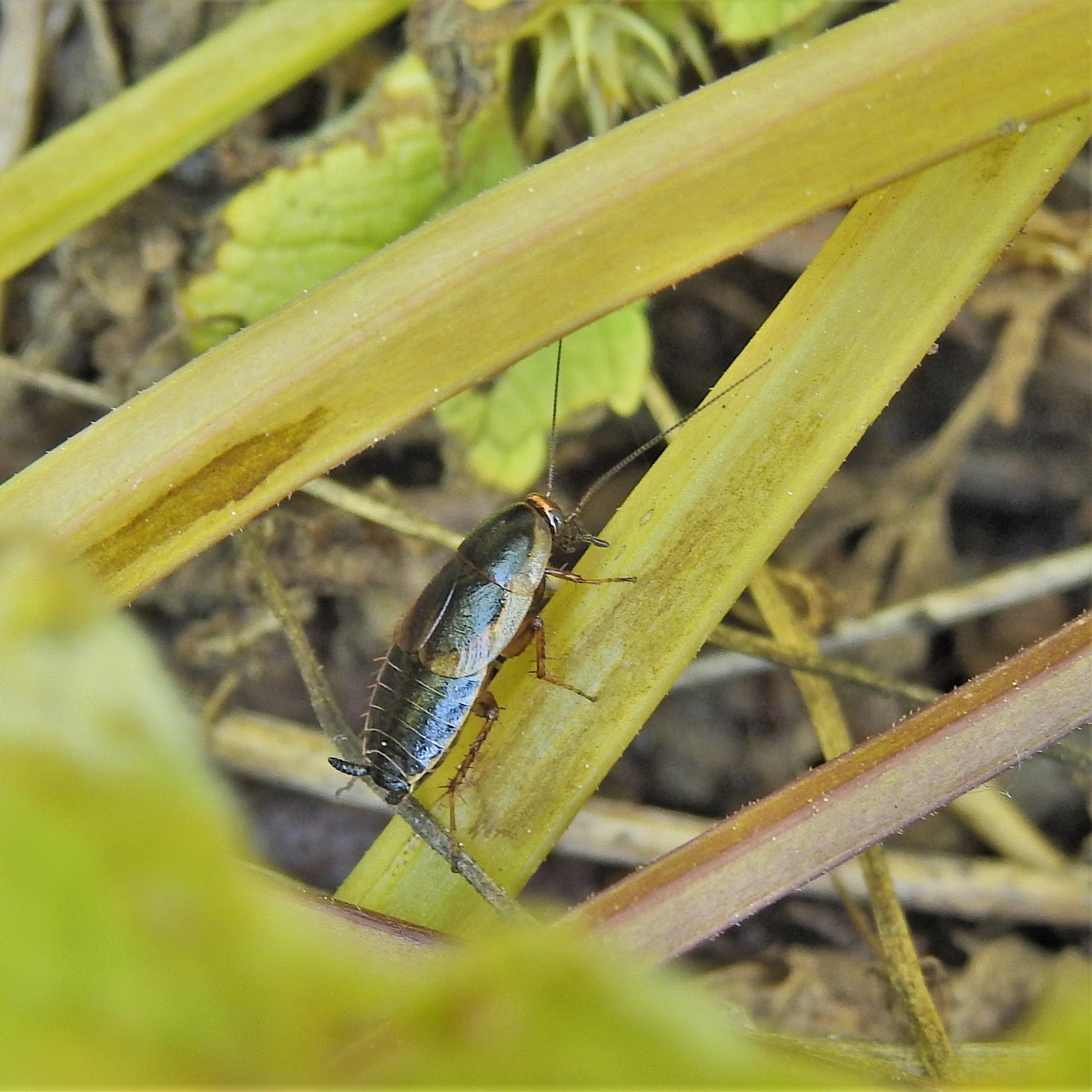Phyllodromica transylvanica - erdélyi avarcsótány