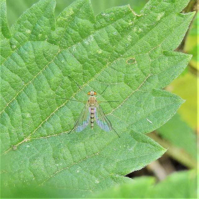Sciapus