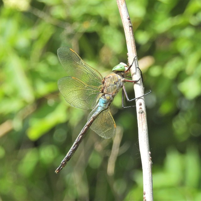 Anax parthenope - barna óriásacsa