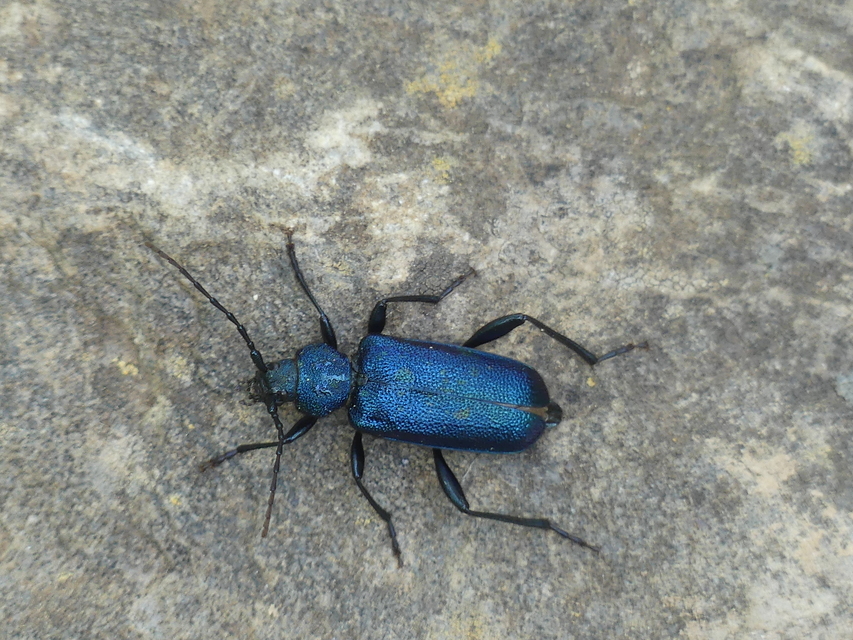 Callidium violaceum - kék korongcincér