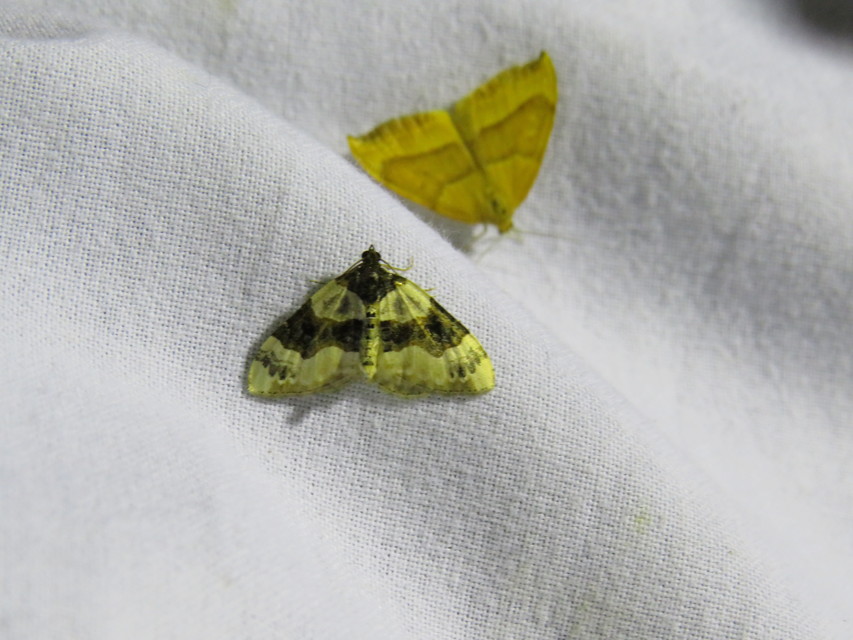 Cosmorhoe ocellata - szemes galajaraszoló