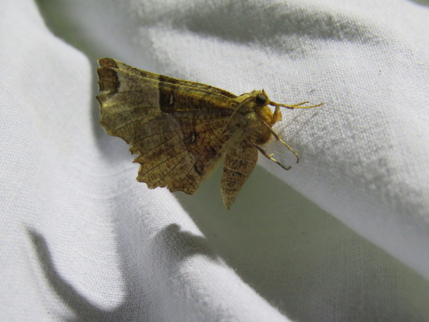 Selenia lunularia - egyfoltos holdasaraszoló