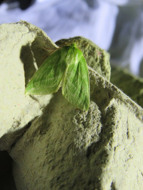 Pseudoips prasinana - bükkfa-zöldbagoly