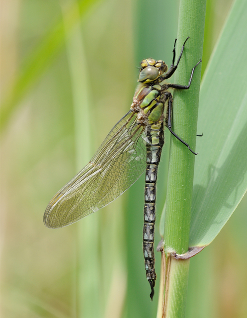 Brachytron pratense - szőrös karcsúacsa