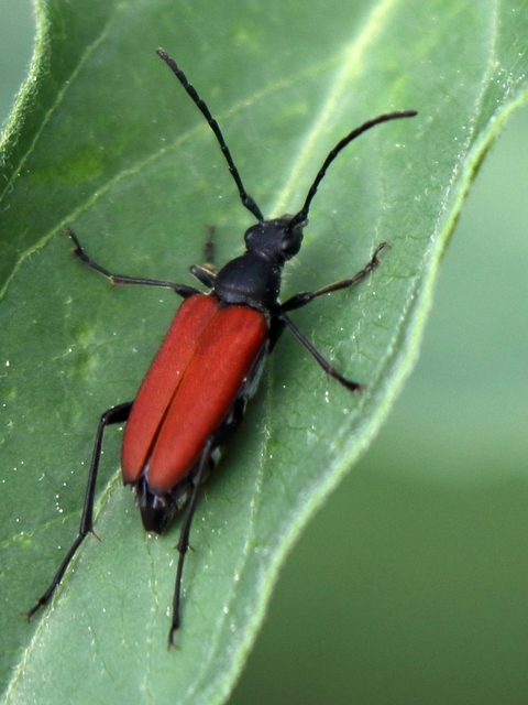 Anastrangalia sanguinolenta - kétszínű virágcincér
