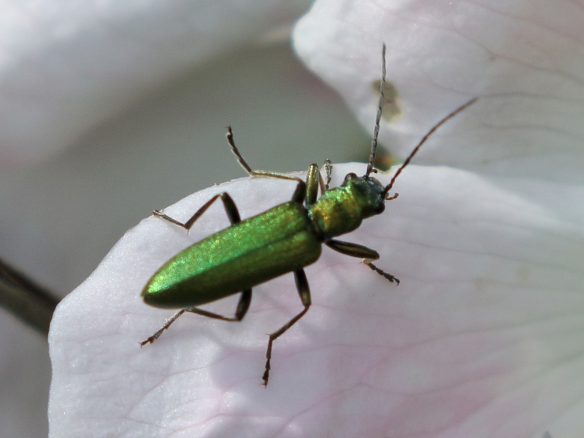 Chrysanthia viridissima - aranyos álcincér