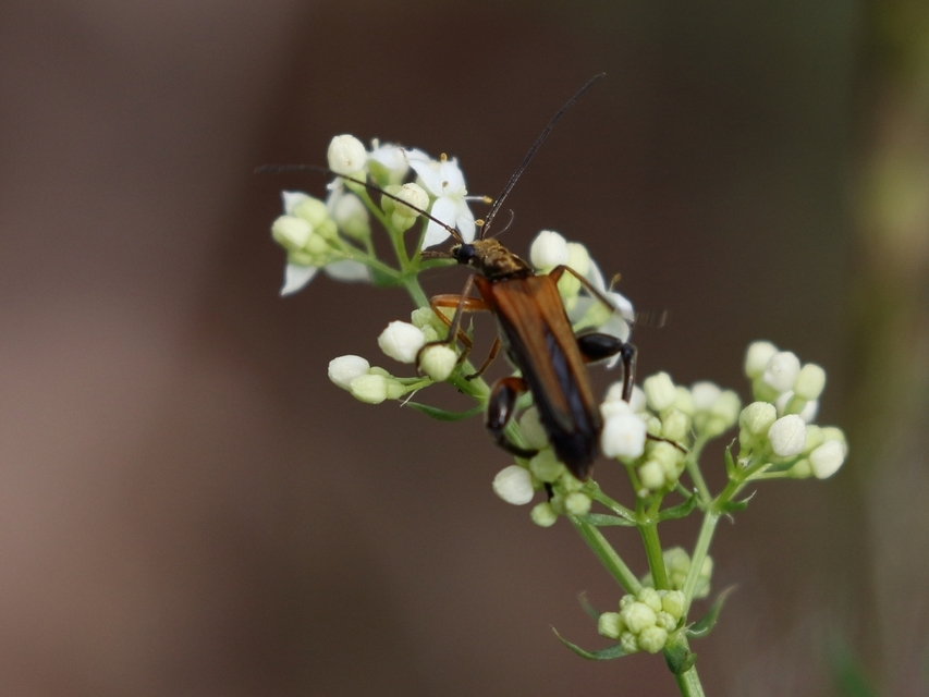 Oedemera podagrariae - székfű-álcincér