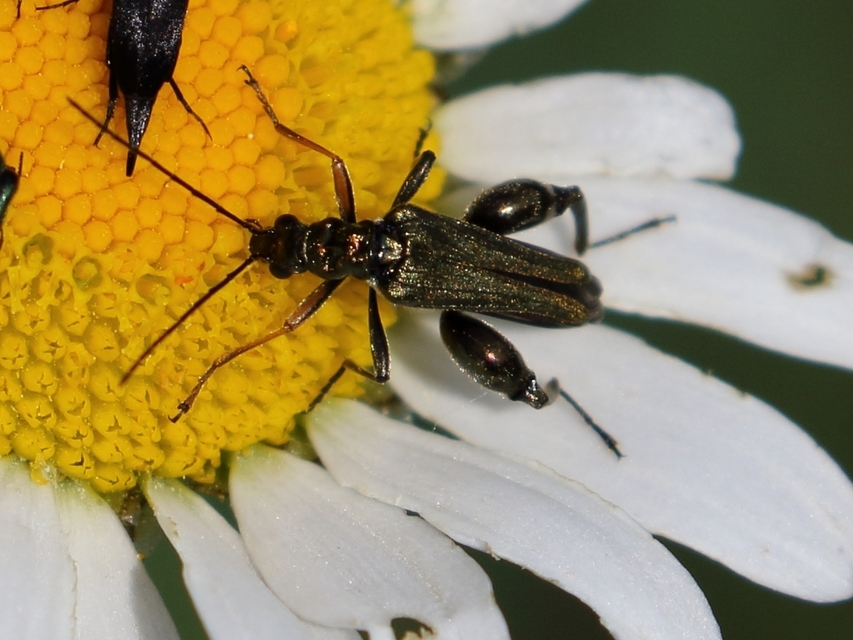 Oedemera flavipes - sárgalábú álcincér Oedemera flavipes - sárgalábú álcincér