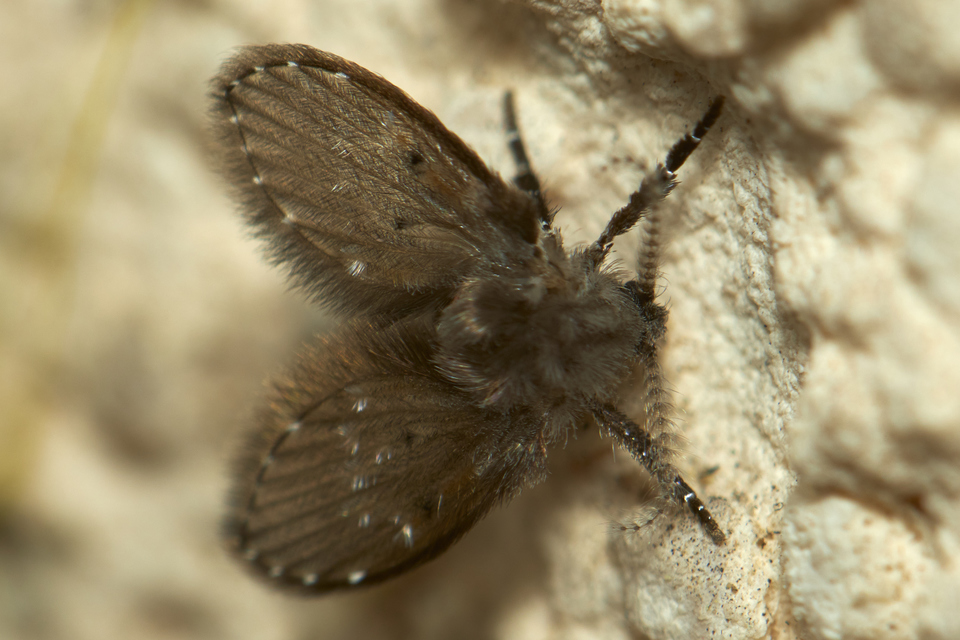 Clogmia albipunctata