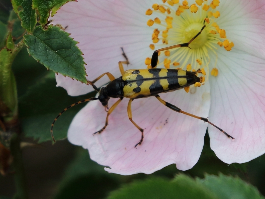 Rutpela maculata - tarkacsápú karcsúcincér