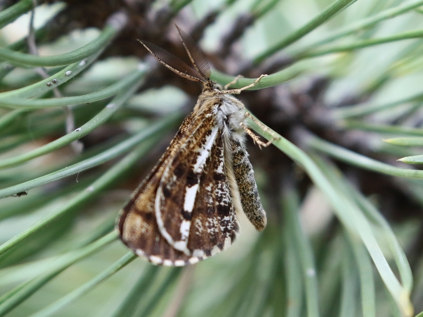 Bupalus piniaria - fenyőaraszoló