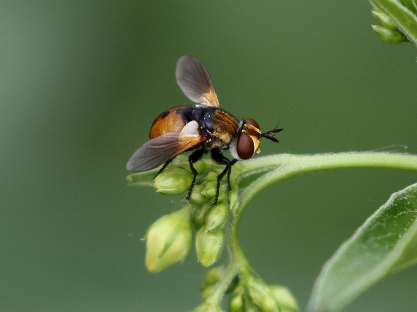 Gymnosoma
