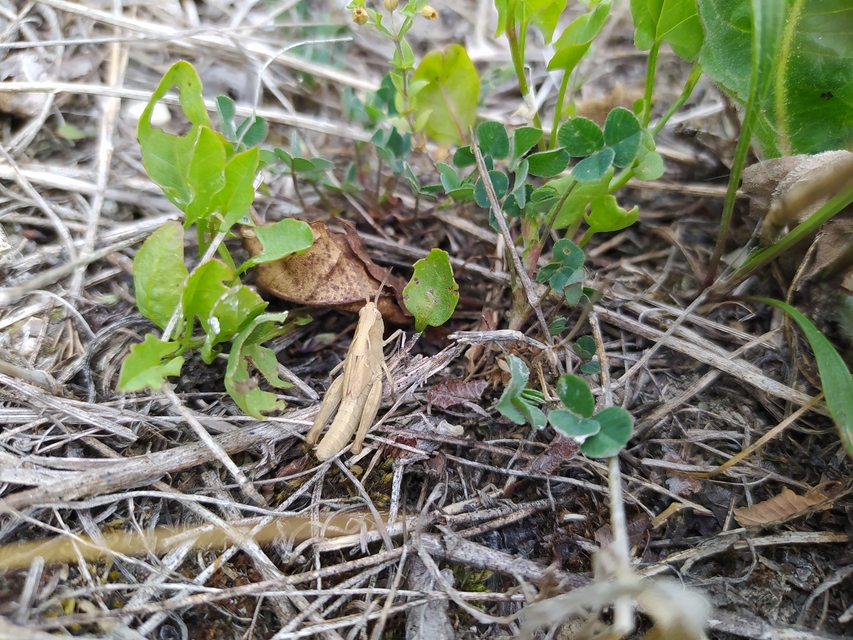Omocestus rufipes - vöröshasú tarlósáska