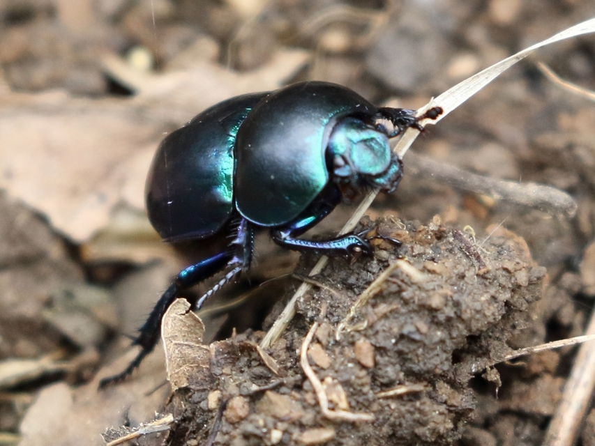 Trypocopris vernalis - tavaszi álganéjtúró