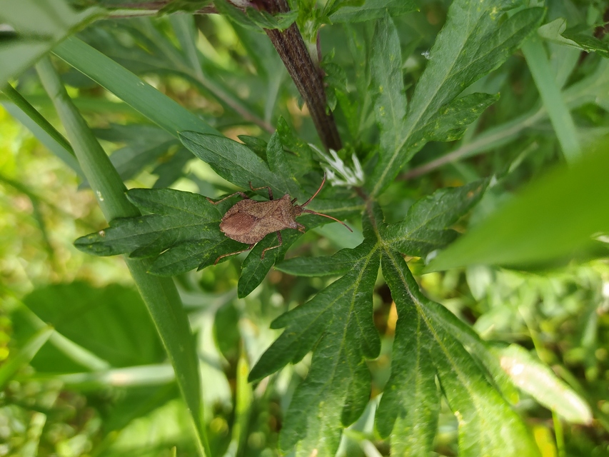 Coreus marginatus - közönséges karimáspoloska
