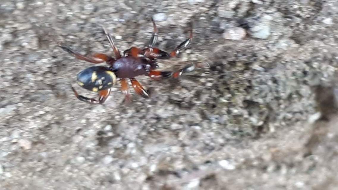 Asagena phalerata/meridionalis