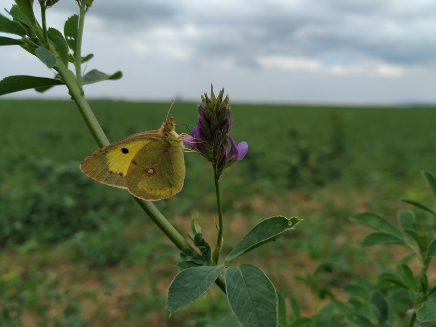 Colias erate - csángó-kéneslepke