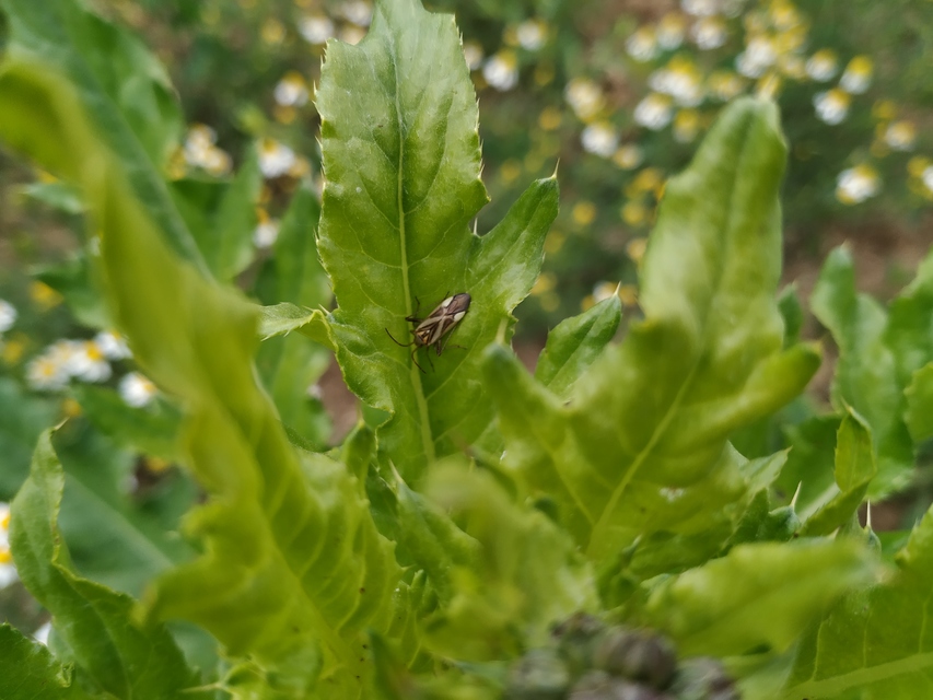 Adelphocoris lineolatus - lucernapoloska
