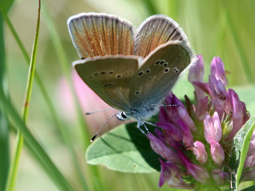 Cyaniris semiargus - aprószemes boglárka