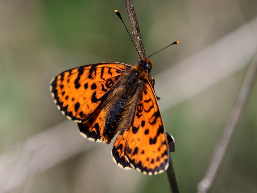 Melitaea didyma - tüzes tarkalepke