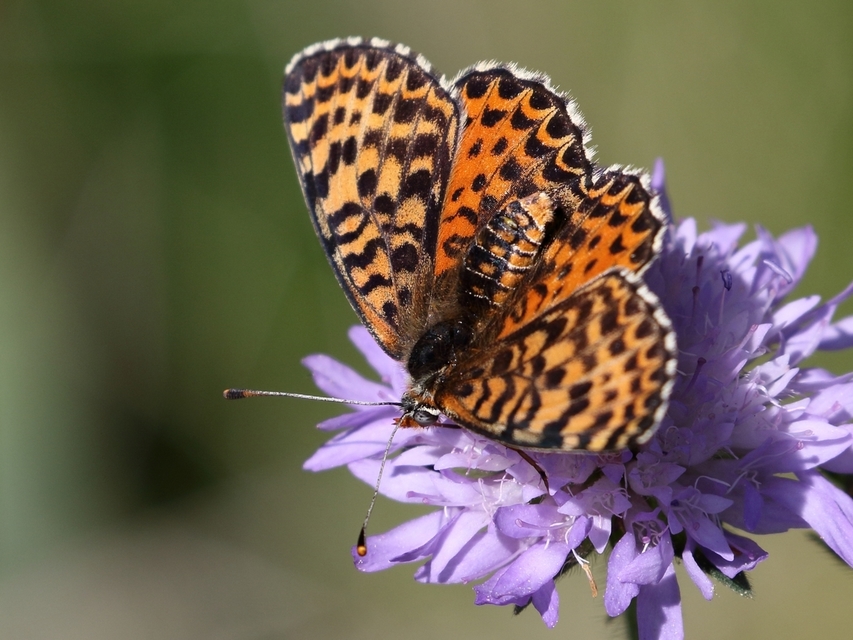 Melitaea didyma - tüzes tarkalepke