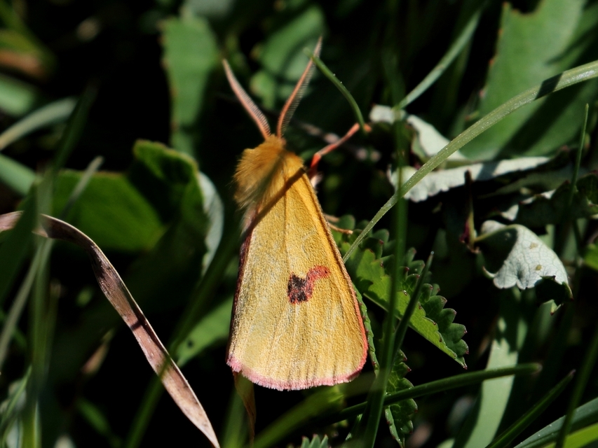 Diacrisia sannio - vörösszélű medvelepke