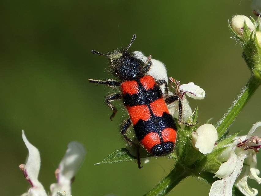Trichodes favarius - hatfoltos méhészbogár