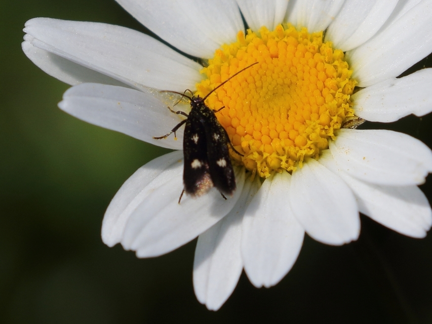 Parascythris muelleri - kétpettyes zöldmoly