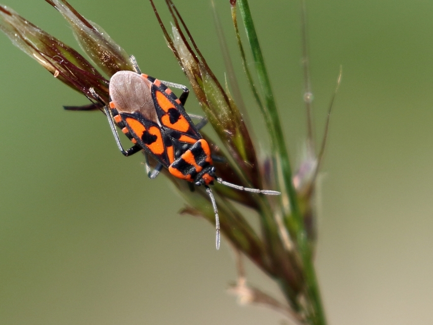 Spilostethus saxatilis - virágbodobács
