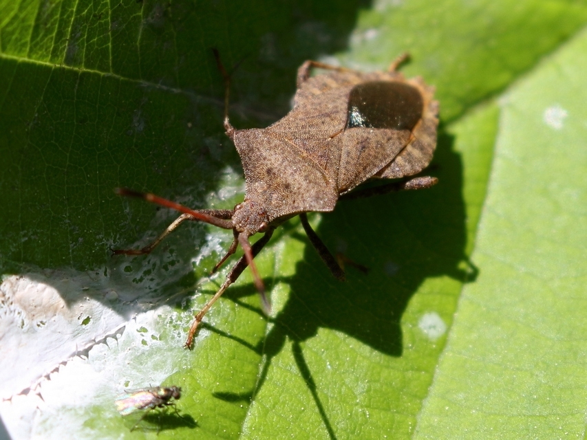 Coreus marginatus - közönséges karimáspoloska