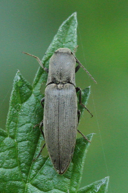 Agriotes pilosellus - erdei pattanó