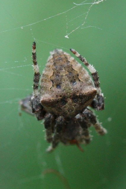 Araneus circe/angulatus