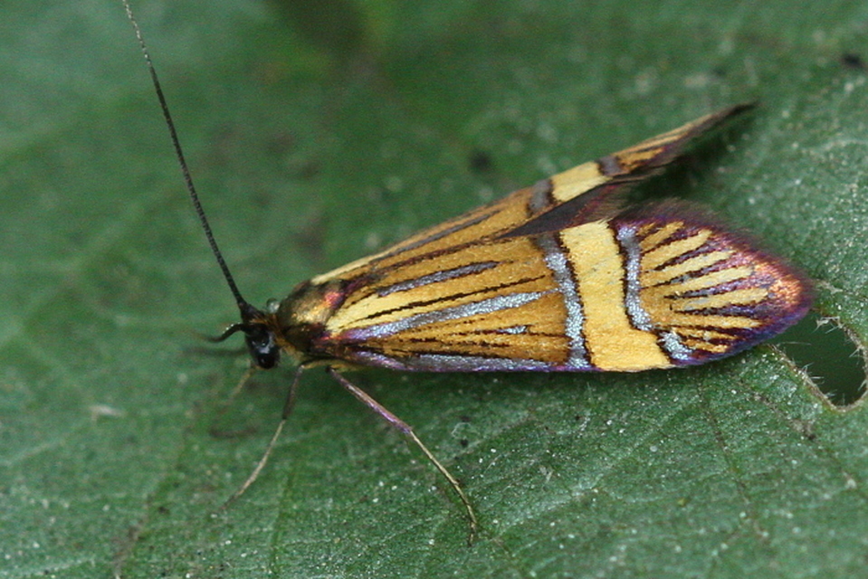 Nemophora degeerella - pompás tőrösmoly