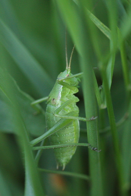 Isophya kraussii - erdei tarsza