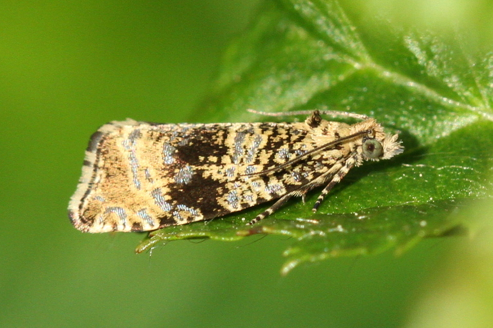Celypha lacunana - vízparti tükrösmoly