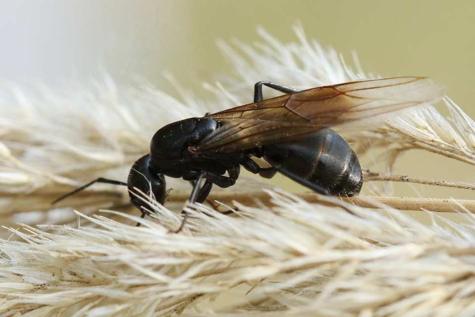 Camponotus vagus - fekete lóhangya