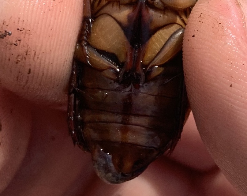 Dytiscus marginalis - szegélyes csíkbogár