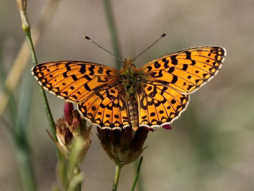 Boloria selene - fakó gyöngyházlepke